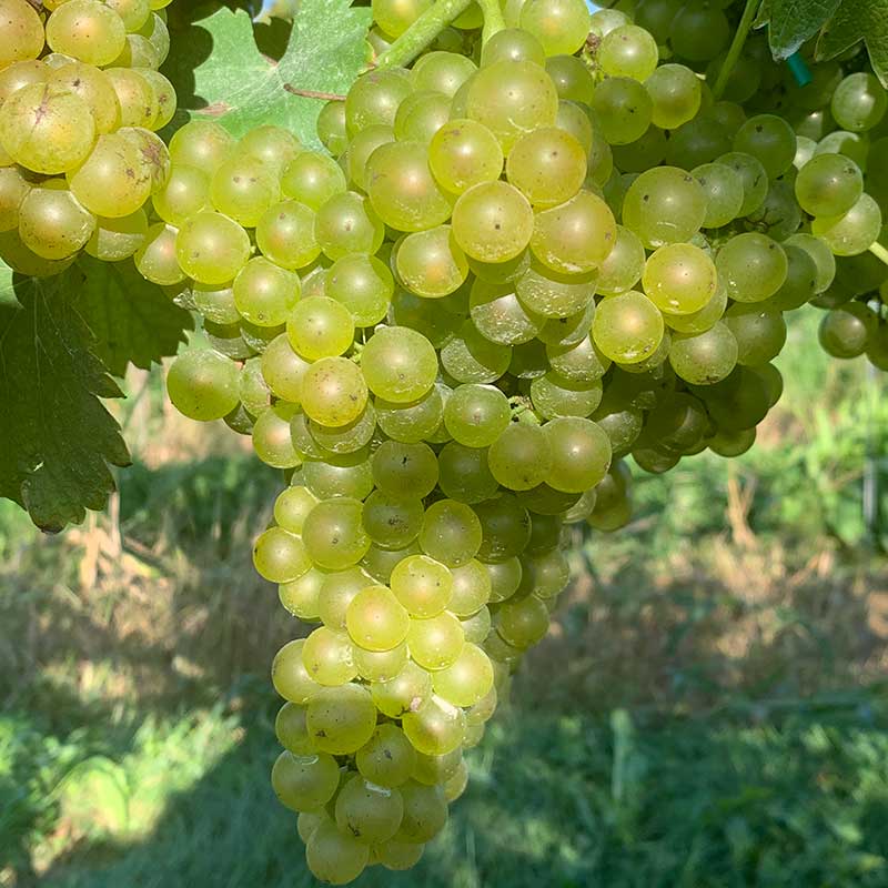 Semillon