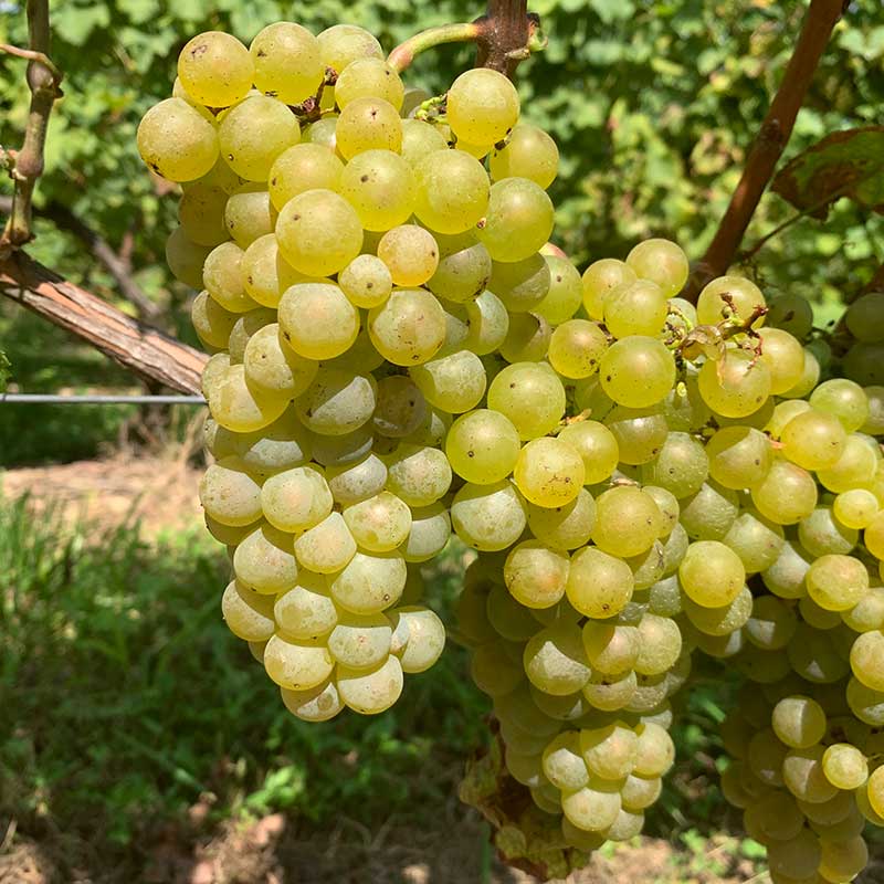 Semillon