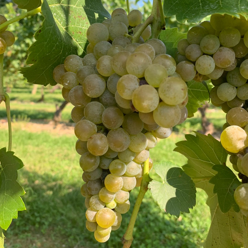 Seyval blanc