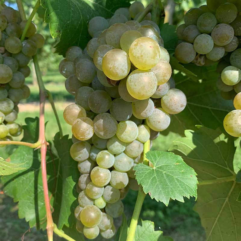 Seyval blanc