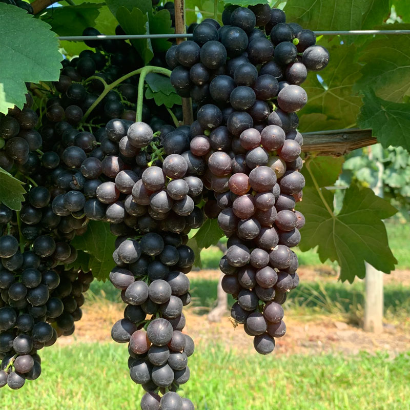 Syrah/Shiraz