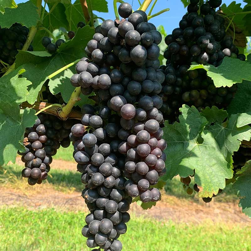 Syrah/Shiraz