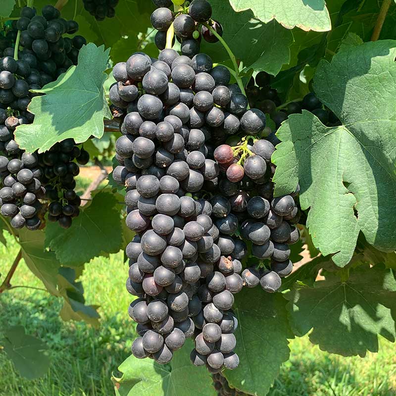 Syrah/Shiraz