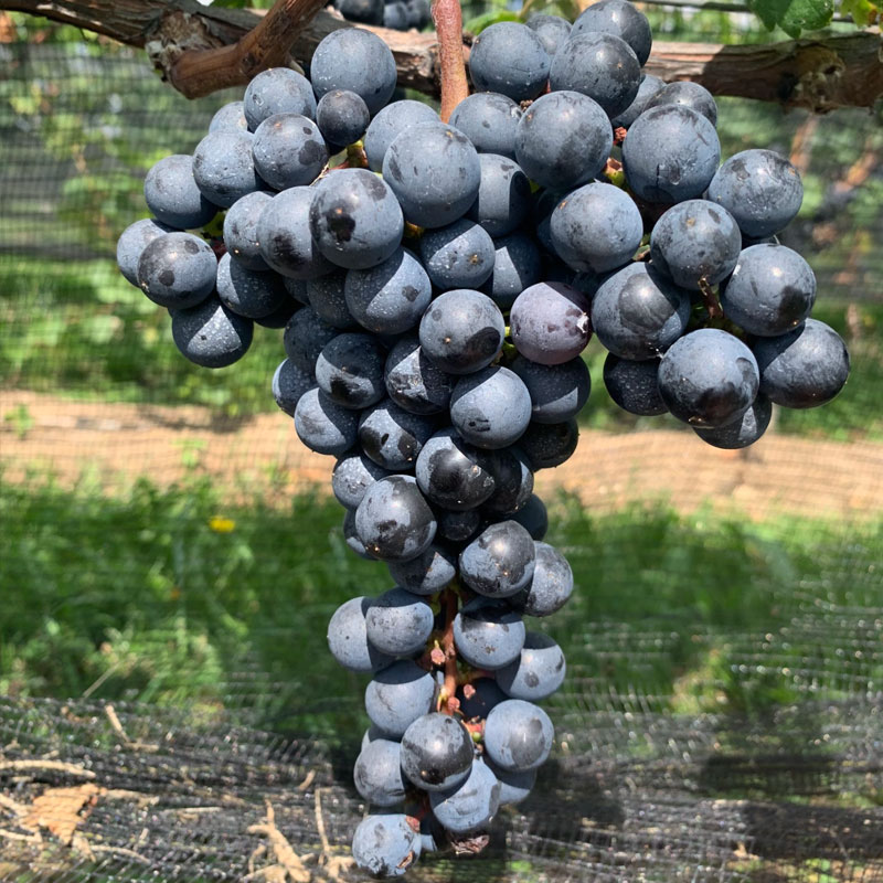 Tannat