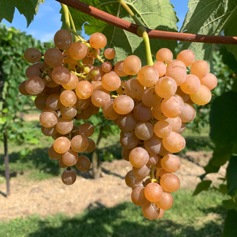 Traminette