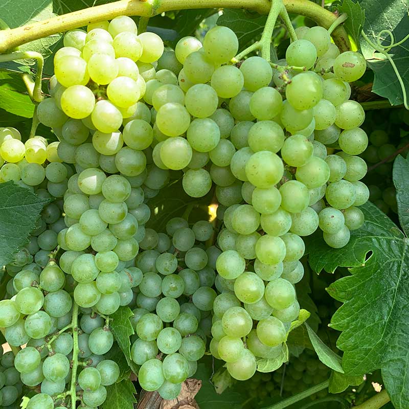 Traminette