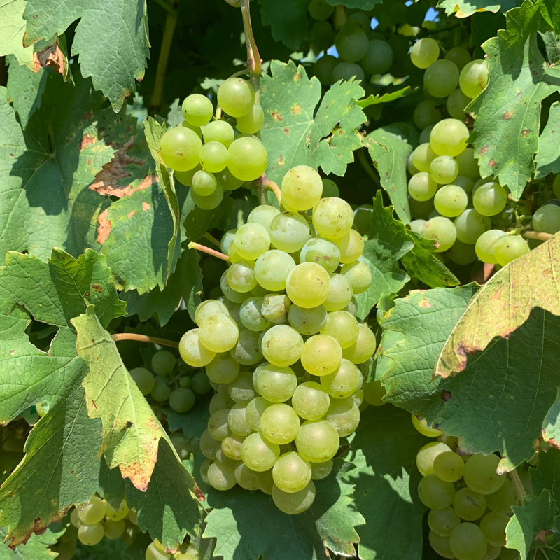 Valvin muscat