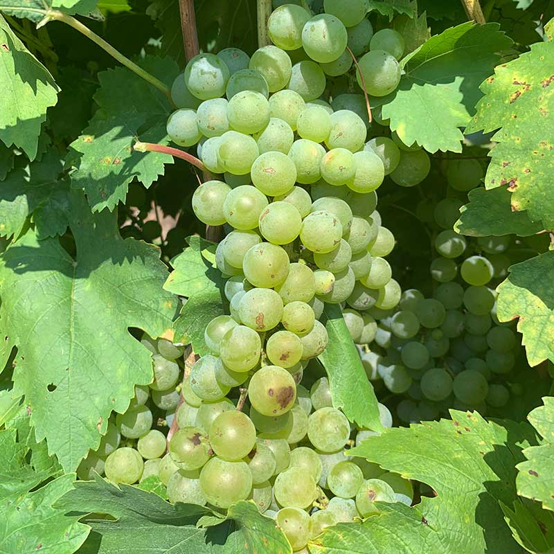 Valvin muscat