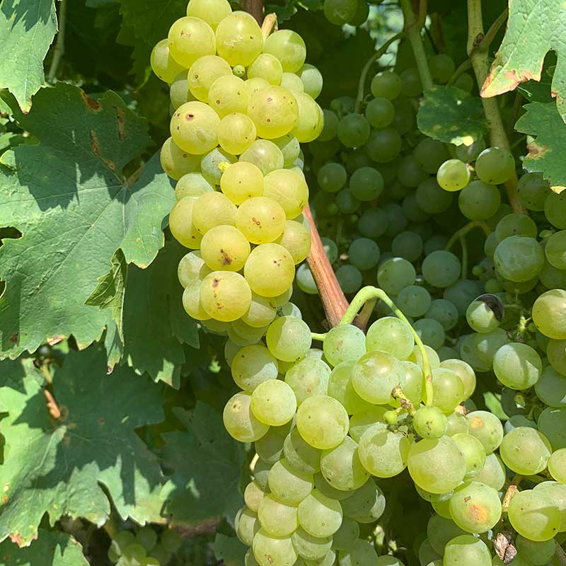 Valvin muscat