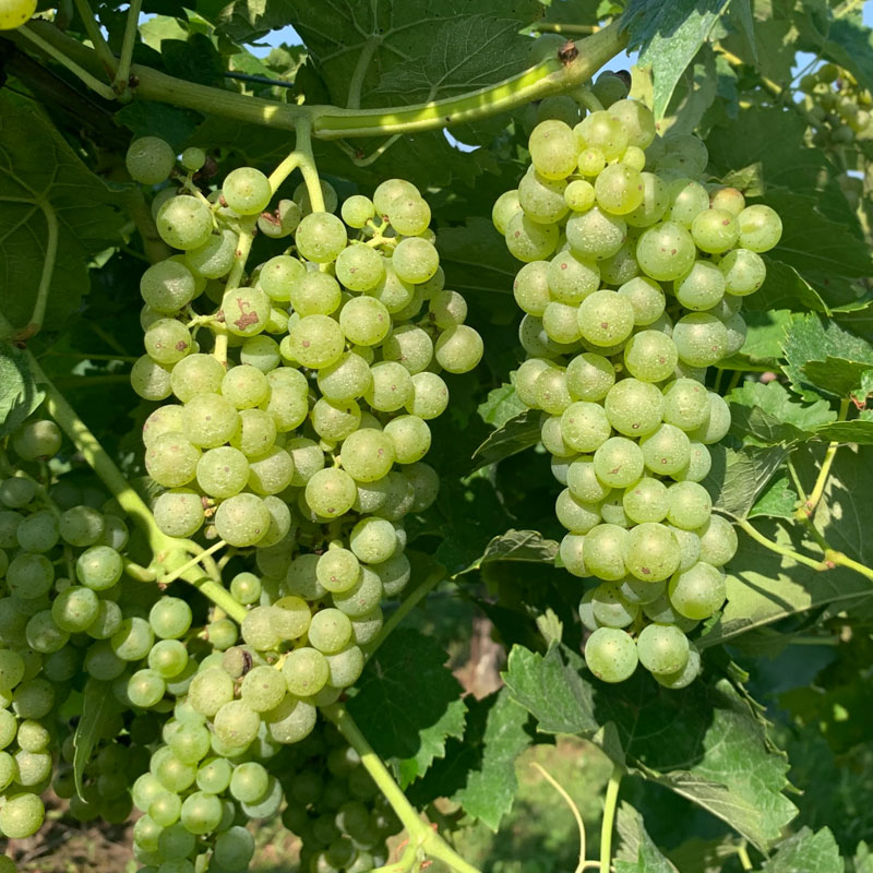 Vidal blanc