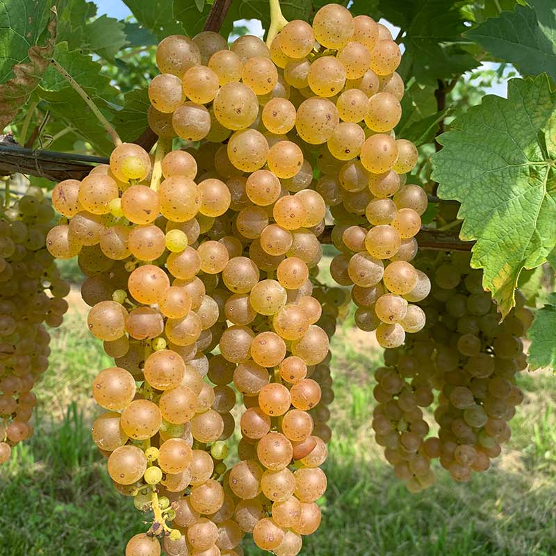 Vidal blanc