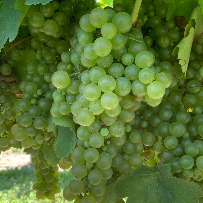 Viognier