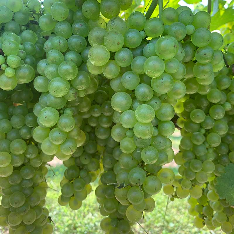 Viognier