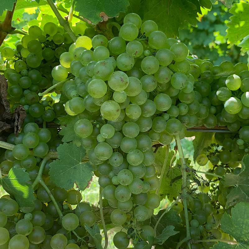 Viognier